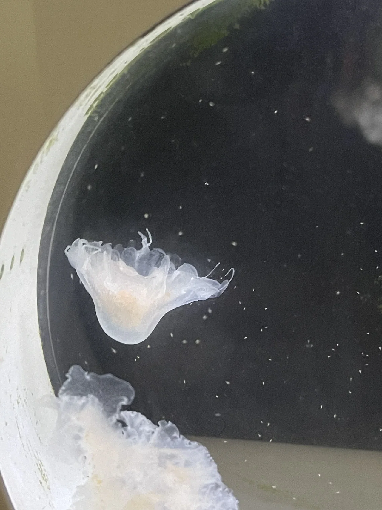 壞掉的海刺