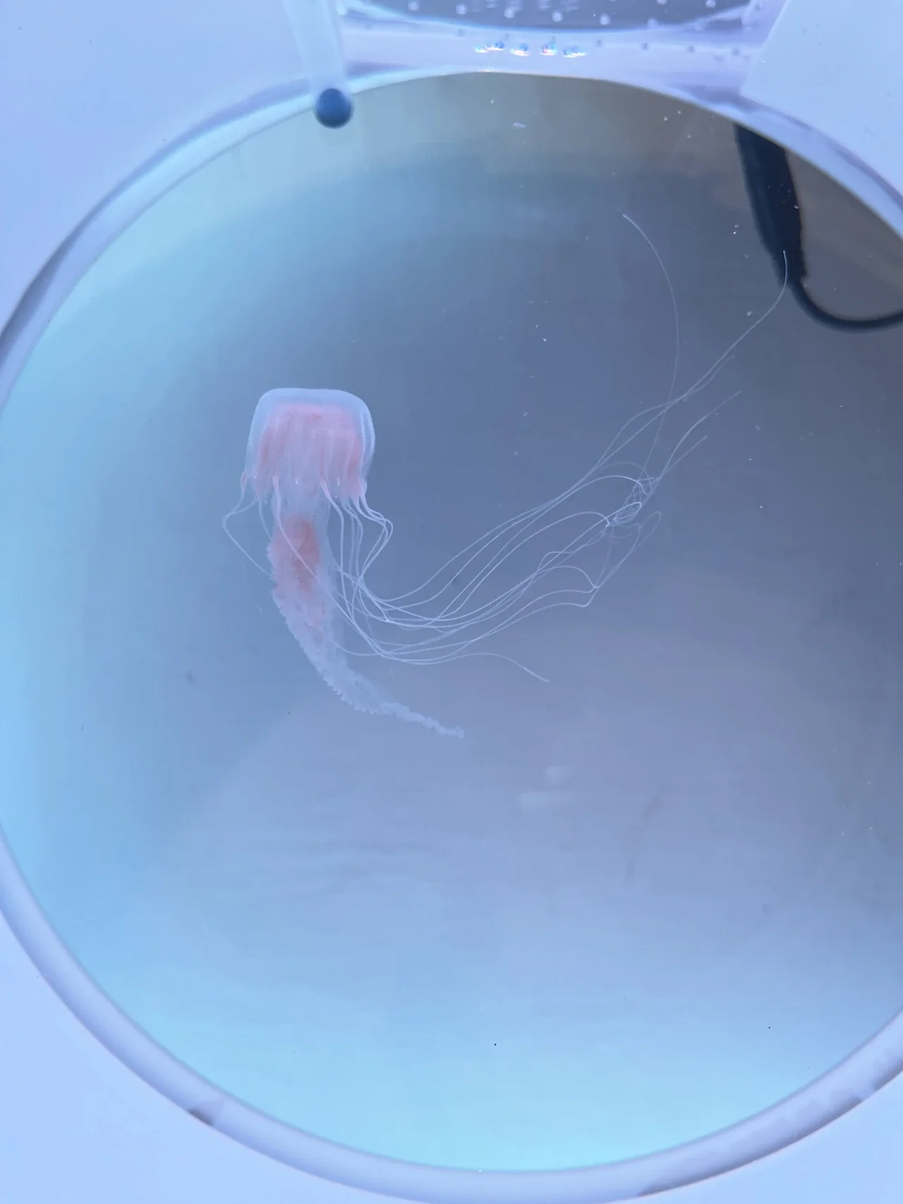 方頭