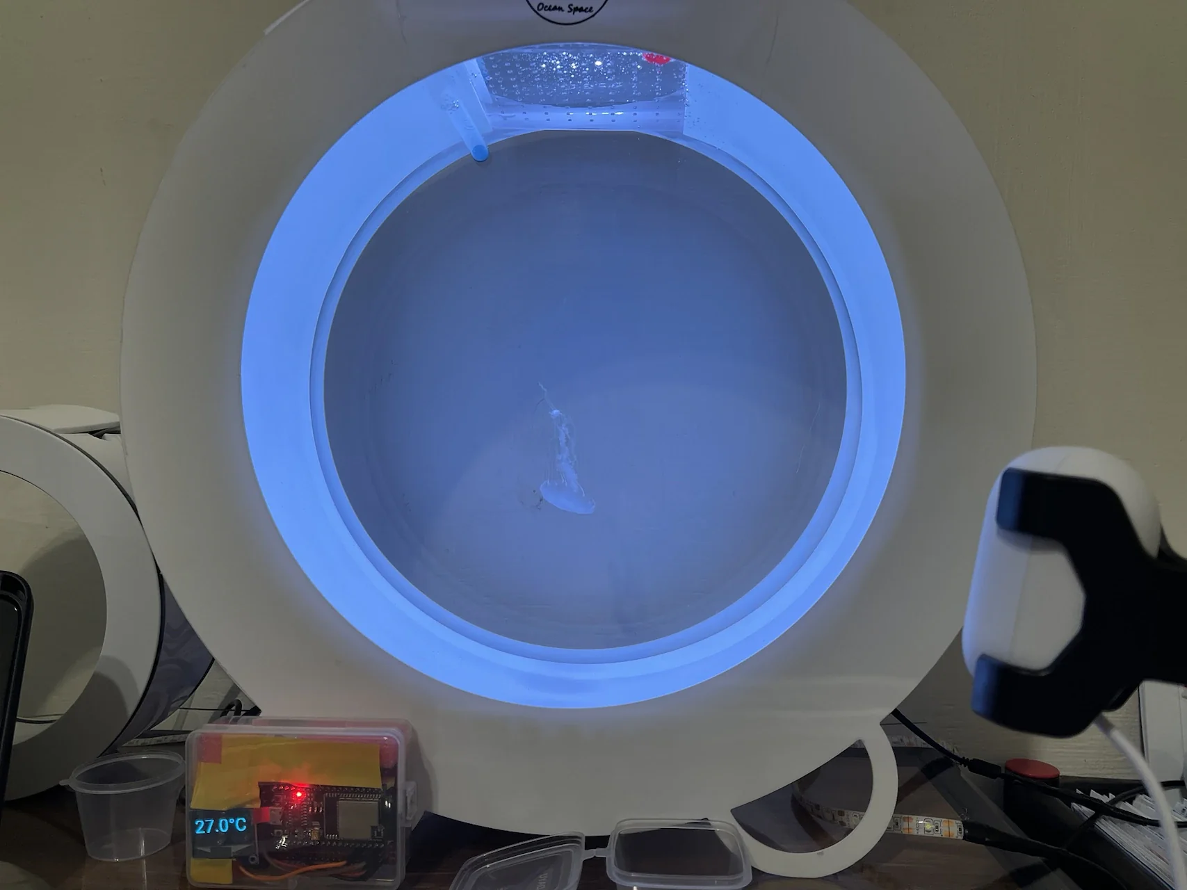 文章封面：水母第一週生存報告