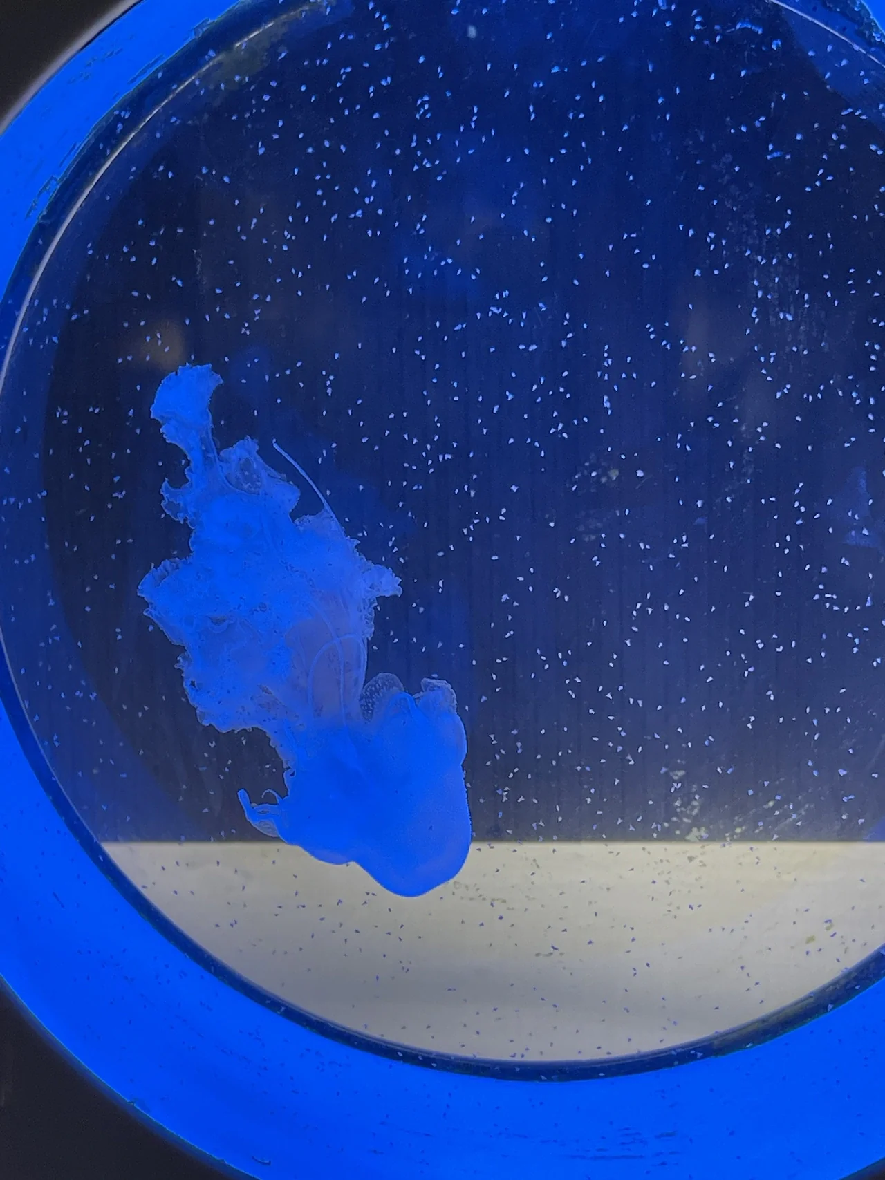 瘦弱的大西洋海刺