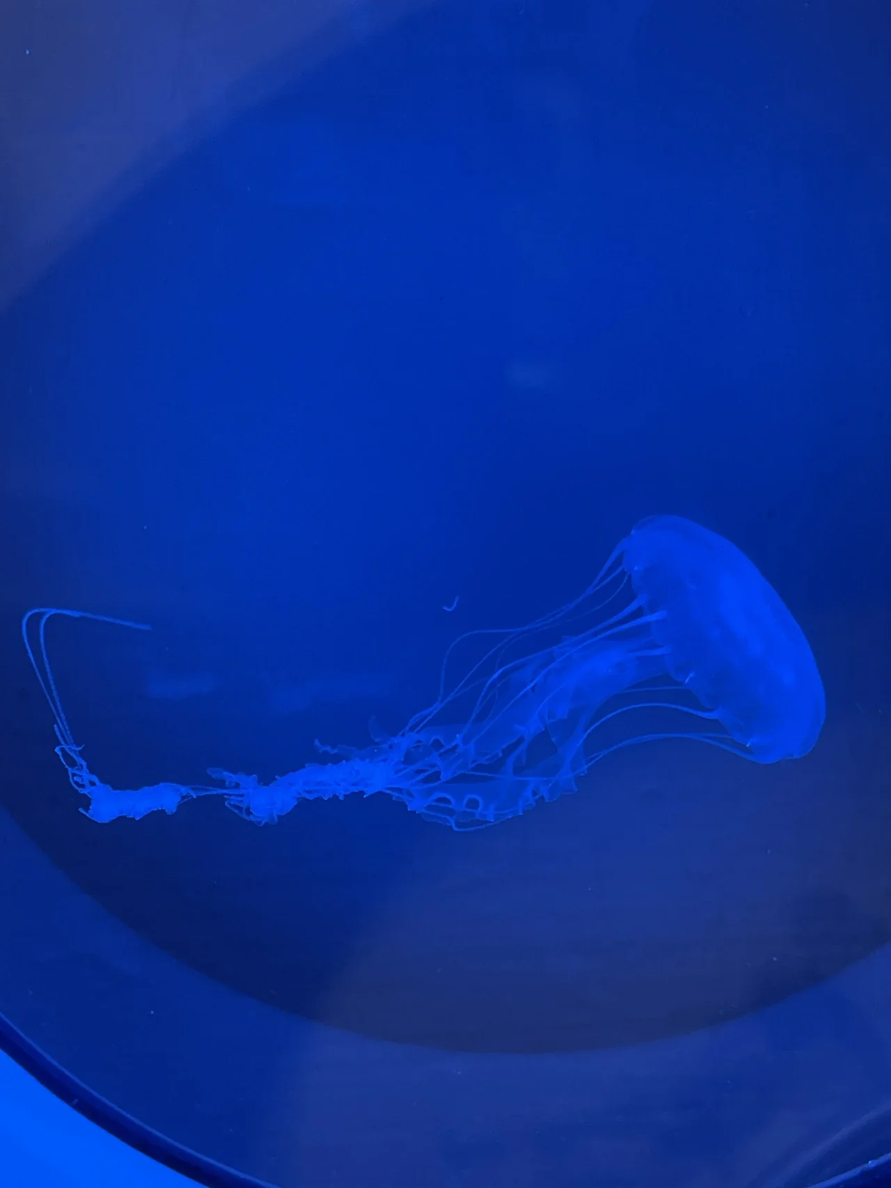 大西洋海刺