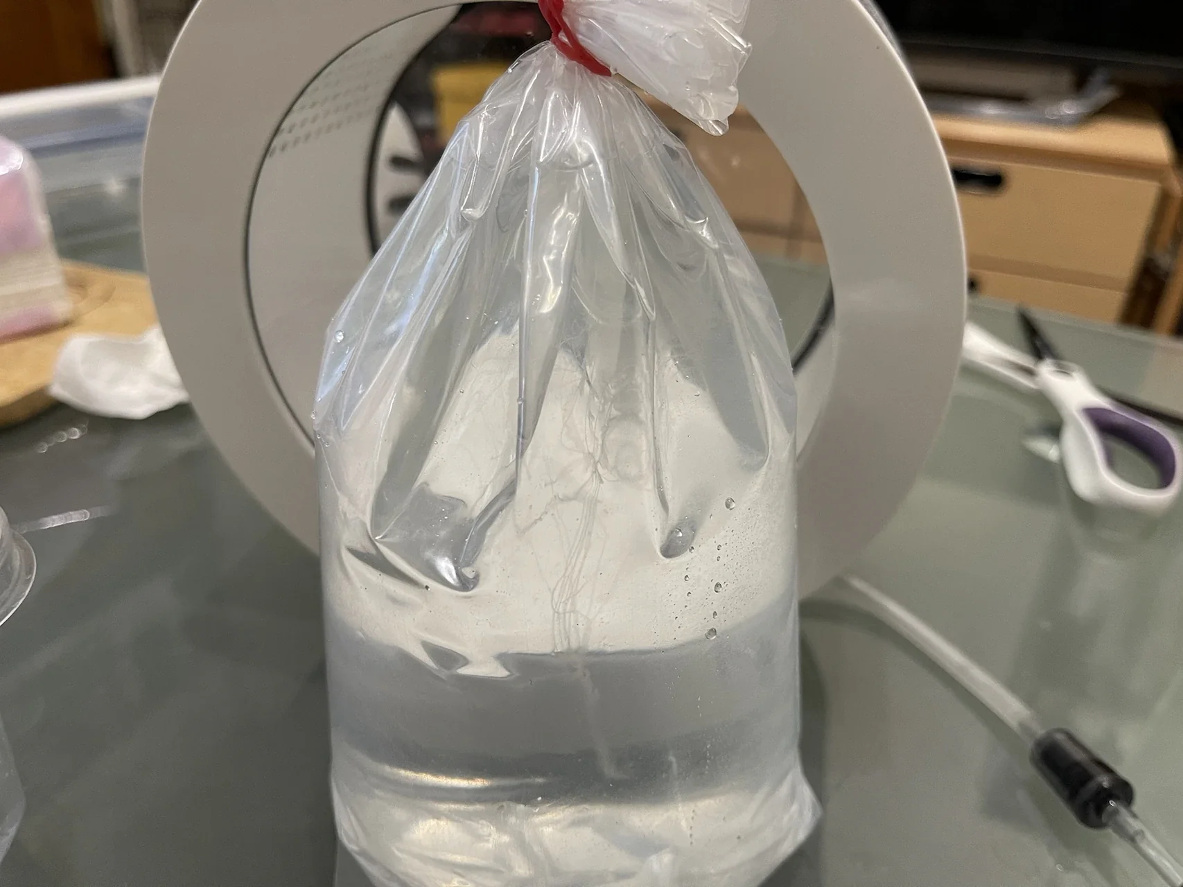 大西洋海刺