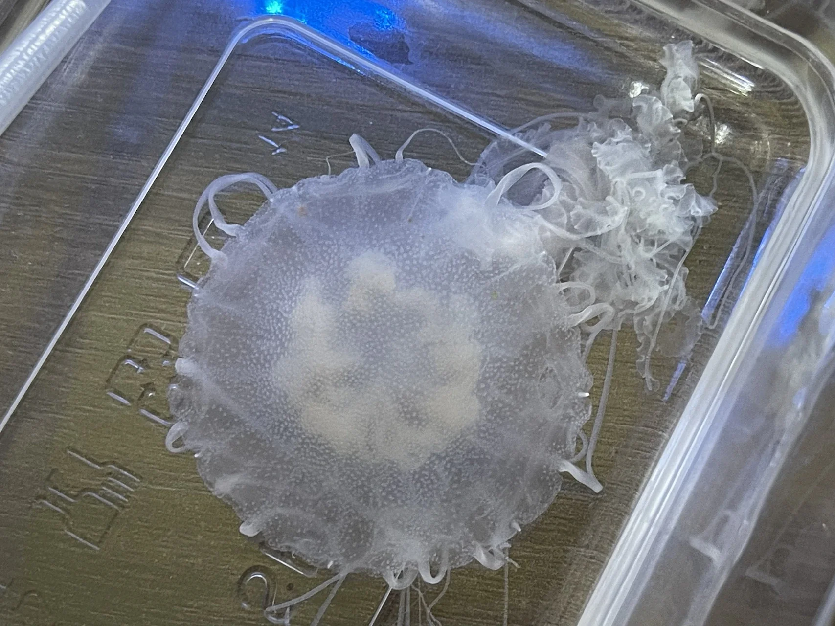 海刺破洞